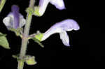 Hairy skullcap